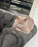 Prachtige Britse Korthaar kater – 1,5 jaar – met spullen, Dieren en Toebehoren, 0 tot 2 jaar