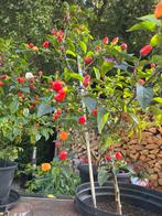 Chinese vijf kleuren peper, Tuin en Terras, Bloembollen en Zaden, Ophalen of Verzenden
