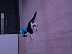 Lieve kitten, Dieren en Toebehoren, Ophalen of Verzenden, Zo goed als nieuw