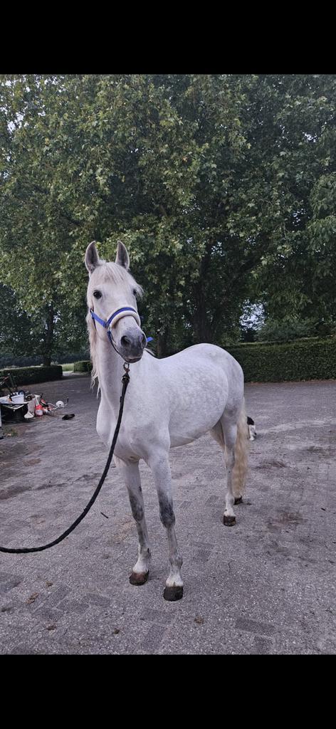Mooie schimmel te koop, Dieren en Toebehoren, Paarden, Merrie, B, 3 tot 6 jaar, Recreatiepaard, Met stamboom, Gechipt, Ontwormd
