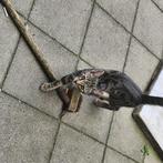Kittens verkoop. bidden vanaf 0 tot..., Dieren en Toebehoren, Geslacht onbekend, Met stamboom, 0 tot 2 jaar