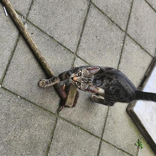 Kittens verkoop. bidden vanaf 0 tot..., Dieren en Toebehoren, Katten en Kittens | Raskatten | Korthaar, Geslacht onbekend, 0 tot 2 jaar