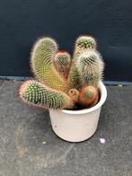 Cactus, Ophalen, Cactus