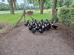 Zwartwitborst  eenden  goede leggers, Dieren en Toebehoren, Meerdere dieren, Eend