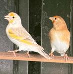 Bastaard putter x kanarie, Dieren en Toebehoren, Vogels | Overige Vogels, Meerdere dieren, Wildzangvogel, Geringd