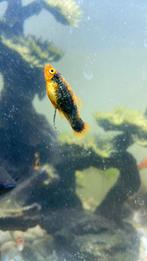Gemengde platy’s, Dieren en Toebehoren, Vissen | Aquariumvissen, Vis
