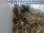 mooie jongen goudhansters, Hamster, Juni, Mannelijk, Tam