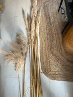 16 pampasgras pluimen, Ophalen of Verzenden, Zo goed als nieuw