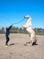 Sparky 1.45  D Pony, Gechipt, Ruin, M, 3 tot 6 jaar