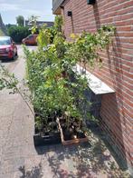 Spaanse aak  Acer campestre, Tuin en Terras, Planten | Struiken en Hagen, Ophalen, Overige soorten, Minder dan 100 cm