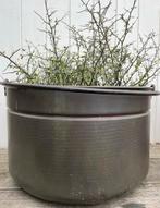 Oude koperen ketel acker houtbak, Antiek en Kunst, Ophalen