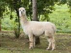 Alpaca wit 4 jaar alle entingen en ontwormen  Drachtig 6 mnd, Dieren en Toebehoren, Schapen, Geiten en Varkens, Vrouwelijk, Geit