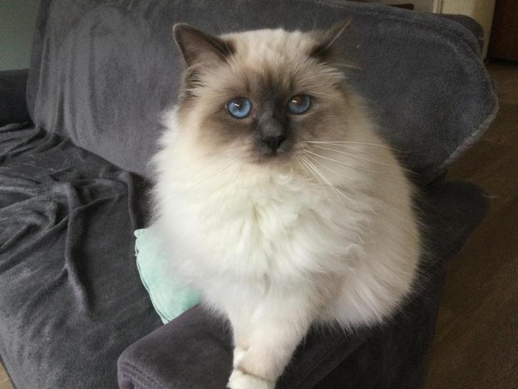 Heilige Birmaan dekkater bleu point niet te koop, Dieren en Toebehoren, Katten en Kittens | Raskatten | Langhaar, Kater, Met stamboom