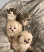 Ragdoll kittens met stamboom, Dieren en Toebehoren, Katten en Kittens | Raskatten | Langhaar, Meerdere dieren, Gechipt, 0 tot 2 jaar