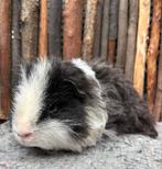 Cavia beer Milo, Dieren en Toebehoren, November, Mannelijk, Cavia