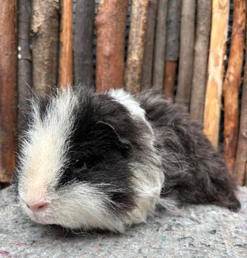 Cavia beer Milo beschikbaar voor biedingen