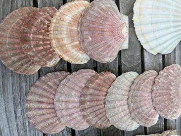 Zee schelpen  beschikbaar voor biedingen