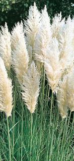 80 pampus pluimen, Ophalen, Versiering