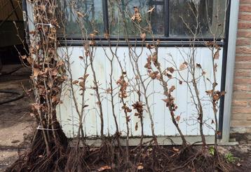 Fagus sulvatica Beuk | Op bestelling beschikbaar voor biedingen