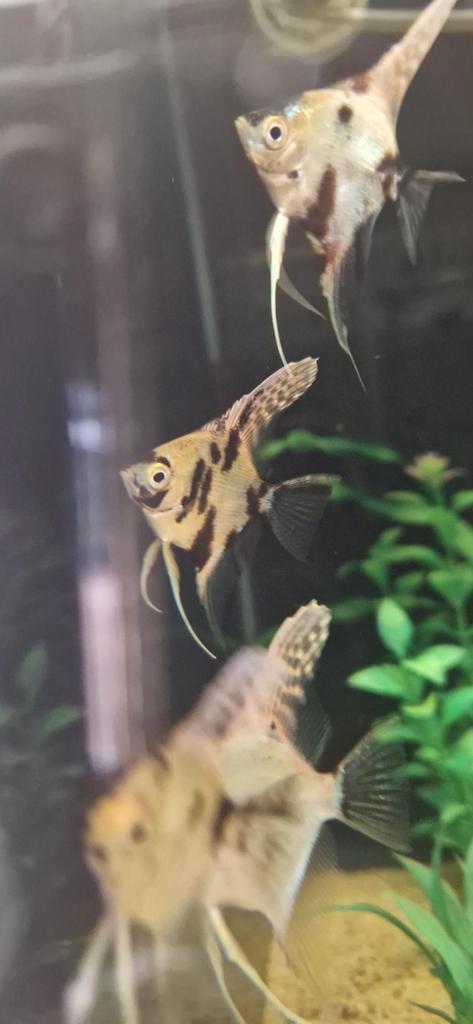 Jonge koi maanvissen, Dieren en Toebehoren, Vissen | Aquariumvissen, Vis