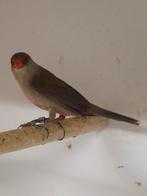 4-4 Sint helena fazantjes, Dieren en Toebehoren, Vogels | Overige Vogels, Meerdere dieren, Tropenvogel, Geringd