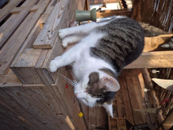 Poes Kaja in liefdevolle handen af te geven, Dieren en Toebehoren, Katten en Kittens | Raskatten | Korthaar, Poes, 3 tot 5 jaar