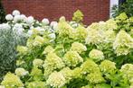 Hydrangea paniculata ‘Polar Bear’ – 51 stuks pluimhortensia, Ophalen of Verzenden, Hortensia, Haag, Minder dan 100 cm