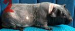 2 skinny cavia beren, Cavia, Mannelijk, November, Tam