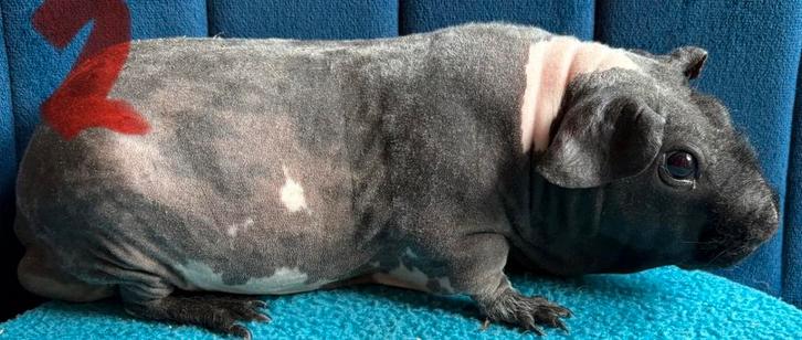 2 skinny cavia beren, Dieren en Toebehoren, Knaagdieren, Mannelijk, Cavia, November, Tam