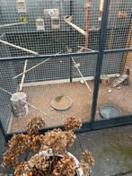 Volière, Dieren en Toebehoren, Ophalen of Verzenden, Aluminium, Volière