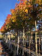 Bol Amberboom, Liquidambar Gumball, stamhoogte 180 cm, Tuin en Terras, Planten | Bomen, Bloeit niet, 100 tot 250 cm, Ophalen, Volle zon
