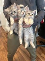 Britse korthaar silver tabby, Dieren en Toebehoren, Katten en Kittens | Overige Katten, Kortharig, Meerdere dieren, 0 tot 2 jaar