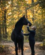 7-jarige Zwarte Fokmerrie - Drachtig van Rome USB, Dieren en Toebehoren, Pony's, Merrie