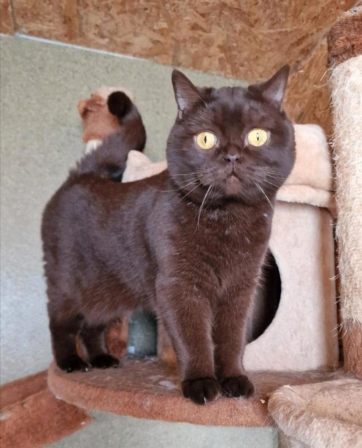 Britse Korthaar met stamboom, Dieren en Toebehoren, Katten en Kittens | Raskatten | Korthaar, Meerdere dieren, 0 tot 2 jaar, Met stamboom