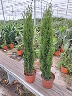 Cupressus Cupressus sempervirens 100cm, Ophalen, Zomer, Overige soorten, Volle zon