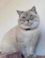 Britse korthaar DEKKATER, Dieren en Toebehoren, Katten en Kittens | Raskatten | Korthaar, Gechipt, 3 tot 5 jaar