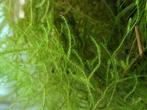 Aquarium  mos  Java  mos, Ophalen of Verzenden, Zo goed als nieuw