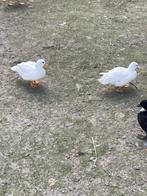 Te koop 2 koppeltjes kwakers wit en geelblauw, Dieren en Toebehoren, Meerdere dieren, Eend