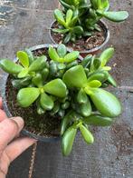 Crassula ovata, Huis en Inrichting, Kamerplanten, Ophalen of Verzenden, Halfschaduw, Minder dan 100 cm