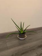 Aloe Vera plant, Ophalen of Verzenden, Halfschaduw, Minder dan 100 cm