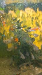 Endler guppen, Dieren en Toebehoren, Vis