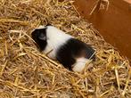 Jonge cavia’s 3- kleur, Dieren en Toebehoren, Knaagdieren, Juni, Meerdere dieren, Cavia