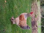Te koop Brahma Haan, Dieren en Toebehoren, Pluimvee, Mannelijk, Kip
