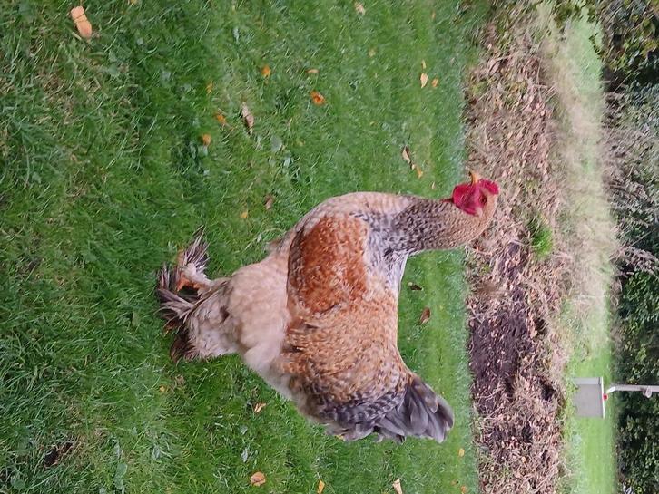 Te koop Brahma Haan, Dieren en Toebehoren, Pluimvee, Kip, Mannelijk