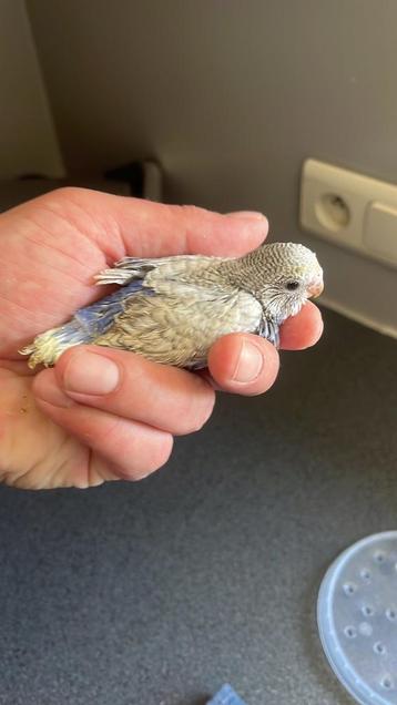 Jonge handtamme grasparkietjes beschikbaar voor biedingen