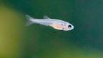 Rabora galaxy parel danio baby, Dieren en Toebehoren, Vissen | Aquariumvissen, Vis