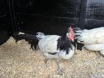 Lakenvelder Haan groot ras, Dieren en Toebehoren, Pluimvee, Mannelijk, Kip