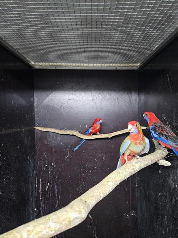 1-1 pennant rosella pastel split geel jong beschikbaar voor biedingen