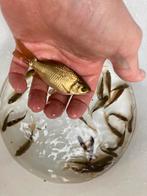 Goudvissen brons goud wit en rood roodwit sluierstaart koi, Dieren en Toebehoren, Vissen | Vijvervissen, Goudvis(sen)