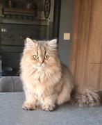 2 Brits Langhaar kittens (poesjes), Dieren en Toebehoren, Katten en Kittens | Raskatten | Langhaar, Poes, Ontwormd, 0 tot 2 jaar